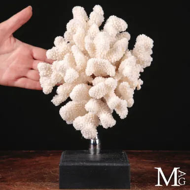 Madrepora bianca Pocillopora Meandrina delle Isole...