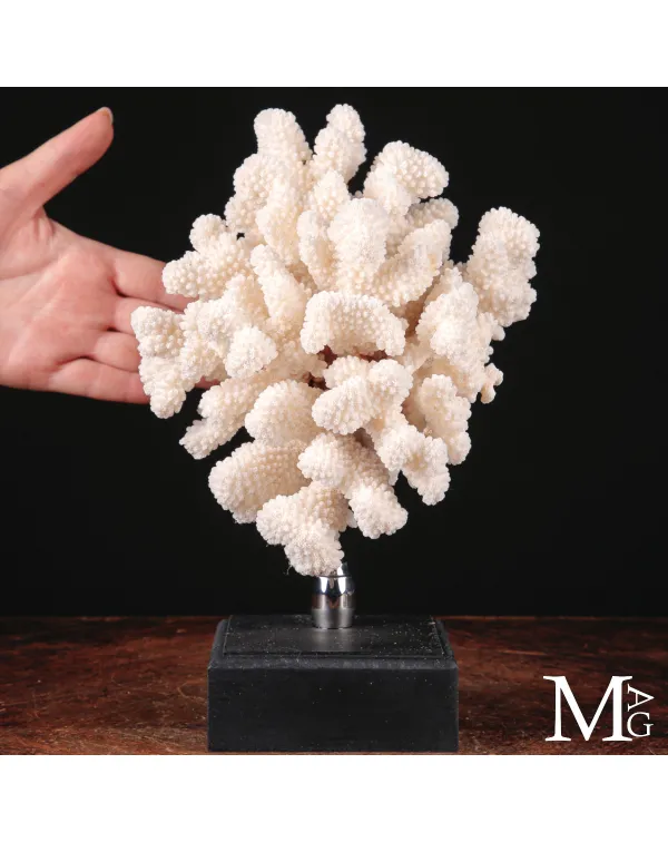 Madrepora bianca Pocillopora Meandrina delle Isole...