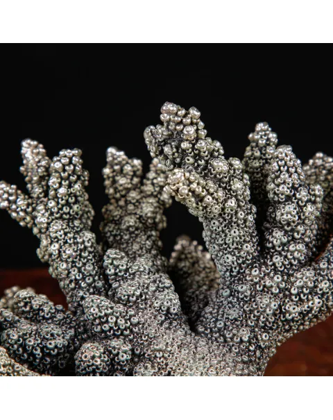 Acropora Naturale Placcata in Argento – Una Fusione di Natura e Arte