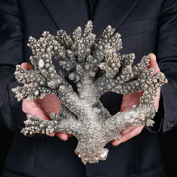 Acropora Naturale Placcata in Argento – Una Fusione di Natura e Arte
