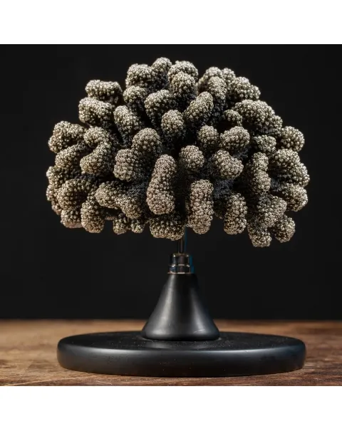Corallo Argentato - Acropora Florida
