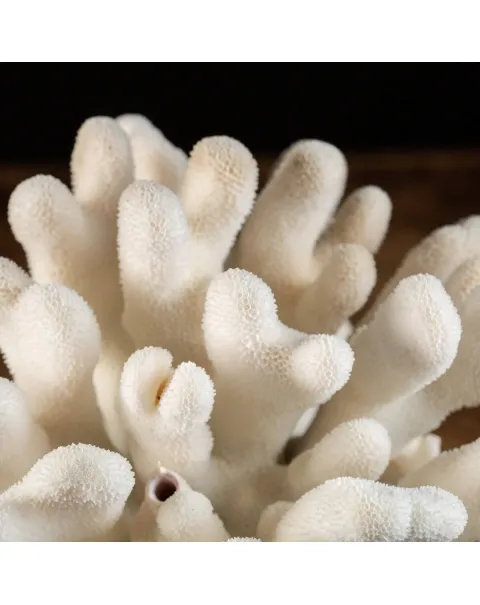 Corallo Bianco  Stylophora Pistillata