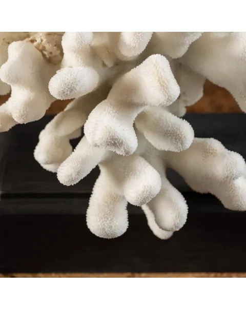 Corallo Bianco  Stylophora Pistillata
