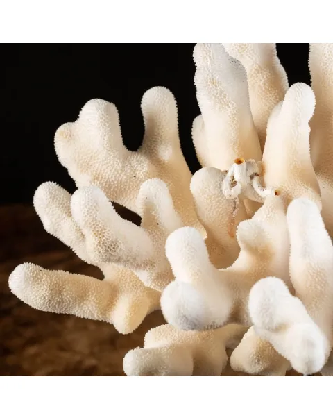 Pocillopora Meandrina montato su base di Design