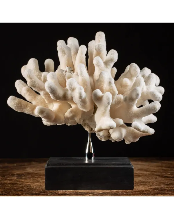 Pocillopora Meandrina montato su base di Design