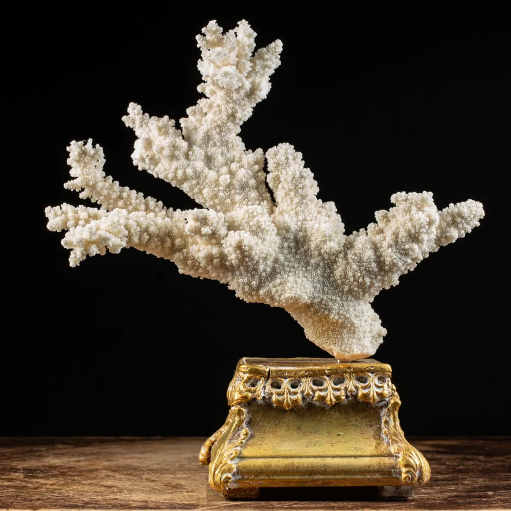 Madrepora Acropora Florida 