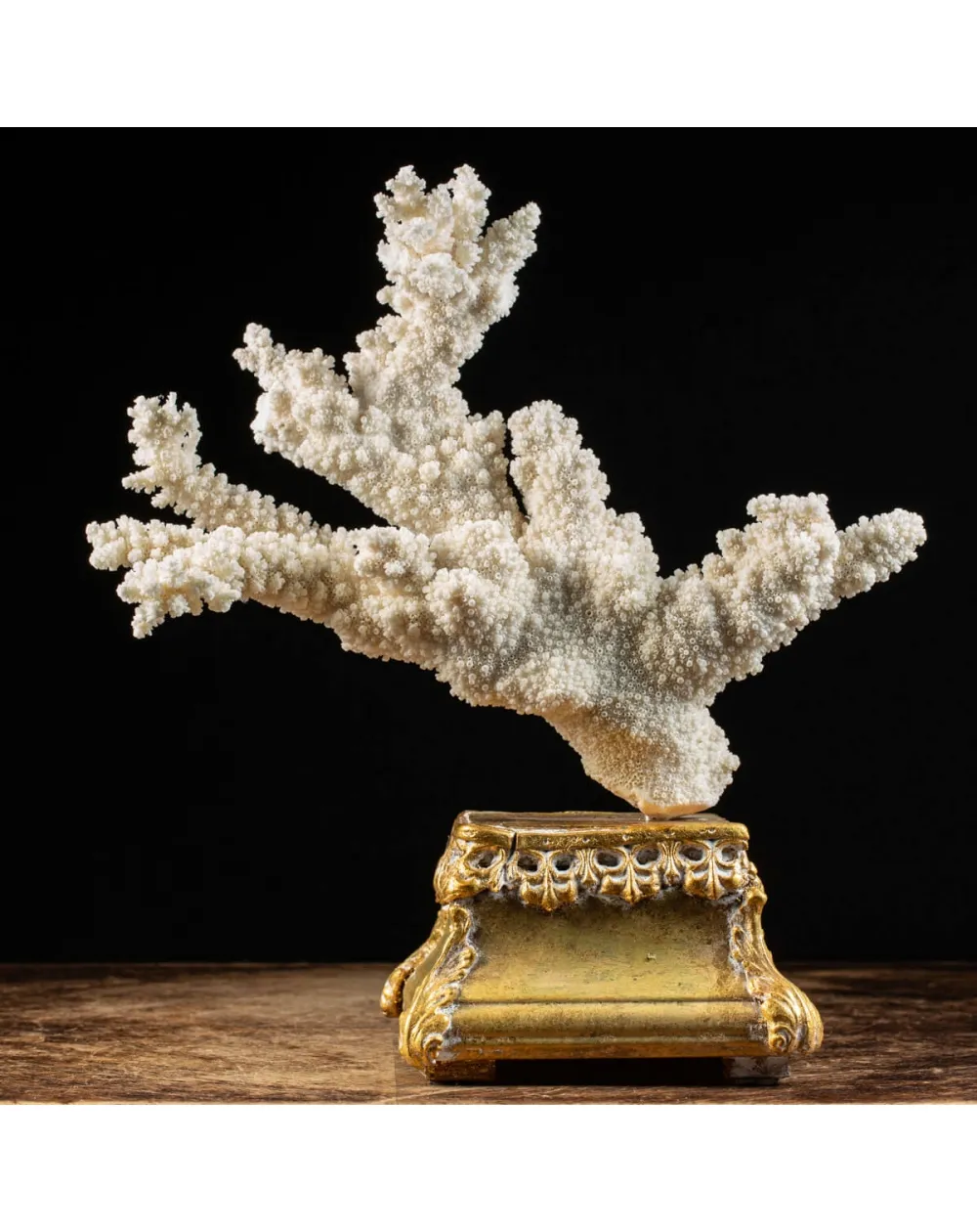 Madrepora Acropora Florida 