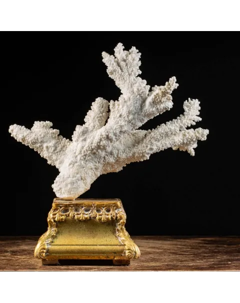 Madrepora Acropora Florida 