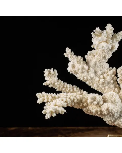 Madrepora Acropora Florida 
