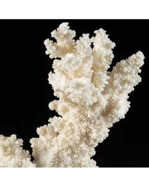 Madrepora Acropora Florida 