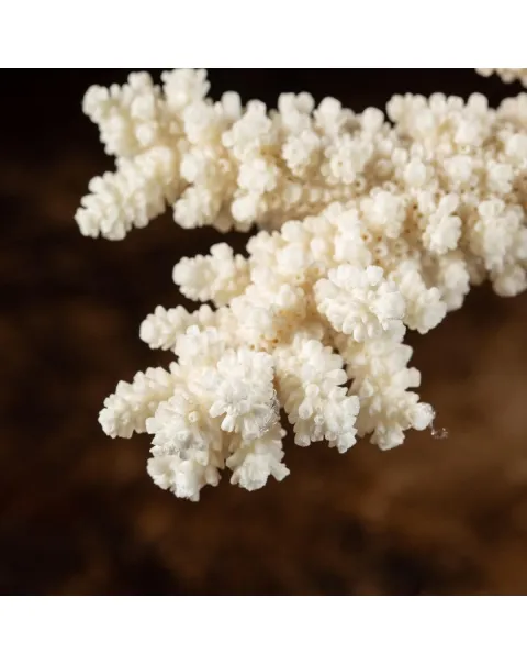 Madrepora Acropora Florida 