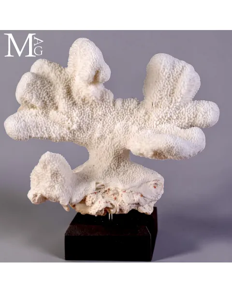Corallo Bianco Madreporico Stylophora Pistillata.