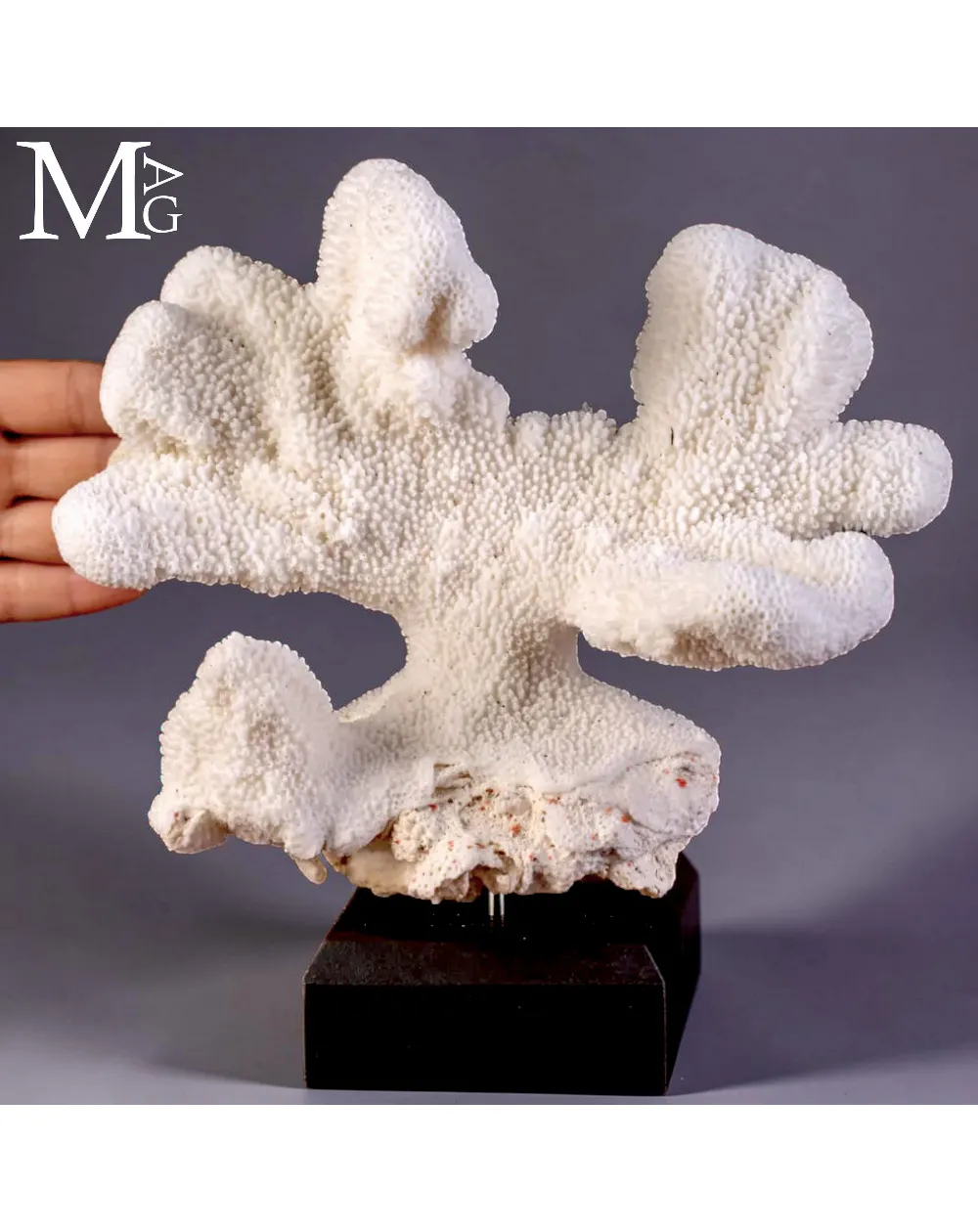 Corallo Bianco Madreporico Stylophora Pistillata.