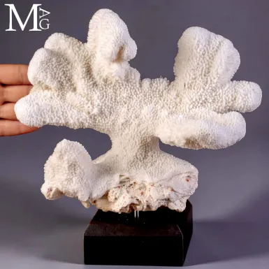 Corallo Bianco Madreporico Stylophora Pistillata.