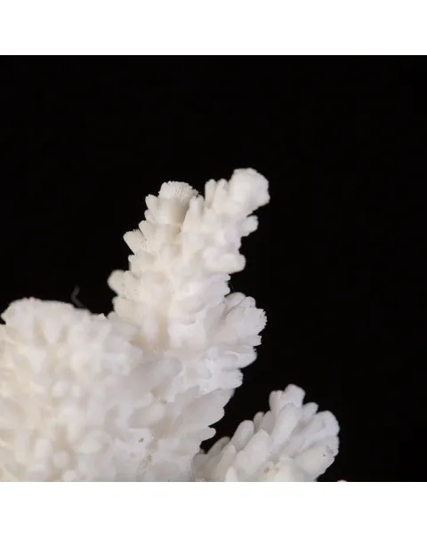 Ramo diCorallo Acropora Florida: Un Capolavoro Oceanico.