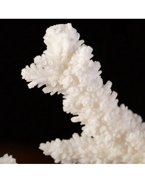 Splendore Marino: Ramo di Corallo Acropora Florida.