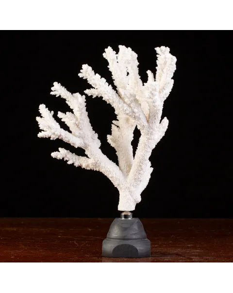 Splendore Marino: Ramo di Corallo Acropora Florida.