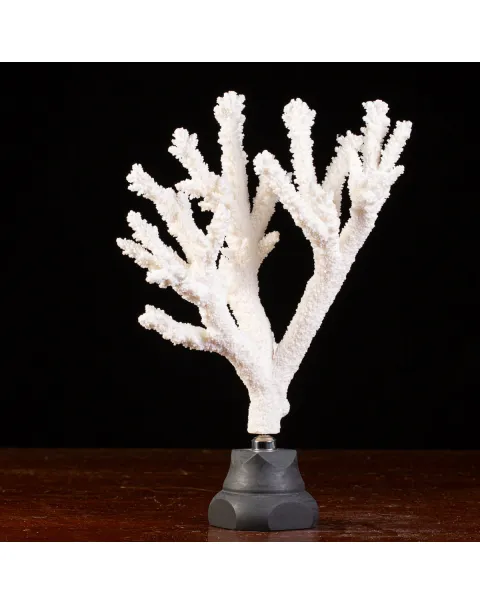 Splendore Marino: Ramo di Corallo Acropora Florida.