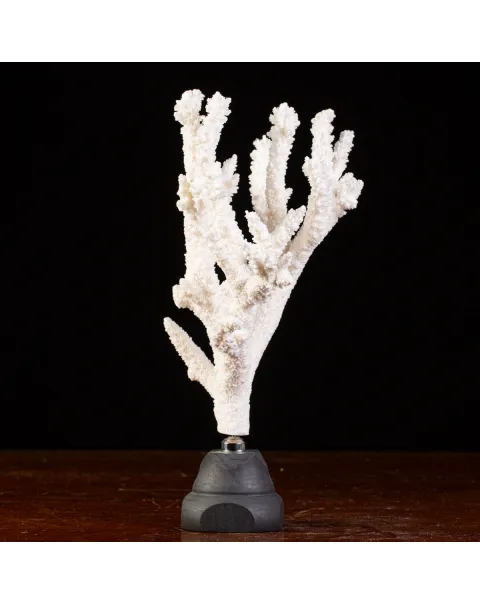 Splendore Marino: Ramo di Corallo Acropora Florida.