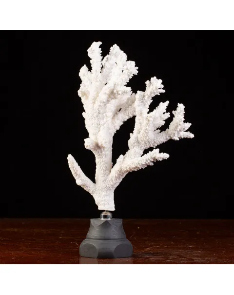 Splendore Marino: Ramo di Corallo Acropora Florida.