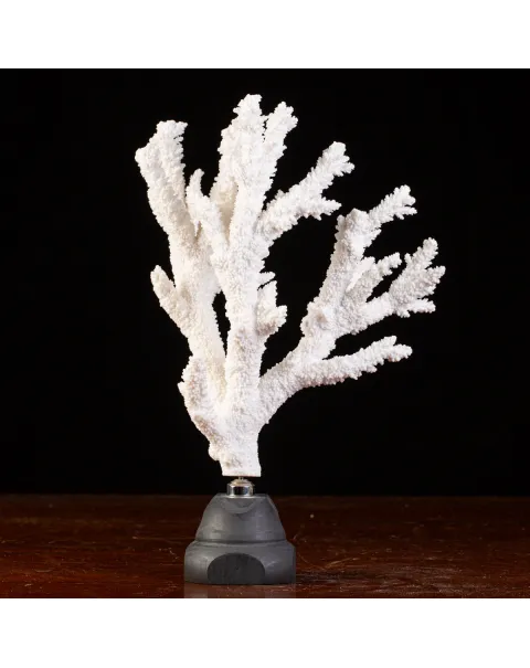 Splendore Marino: Ramo di Corallo Acropora Florida.