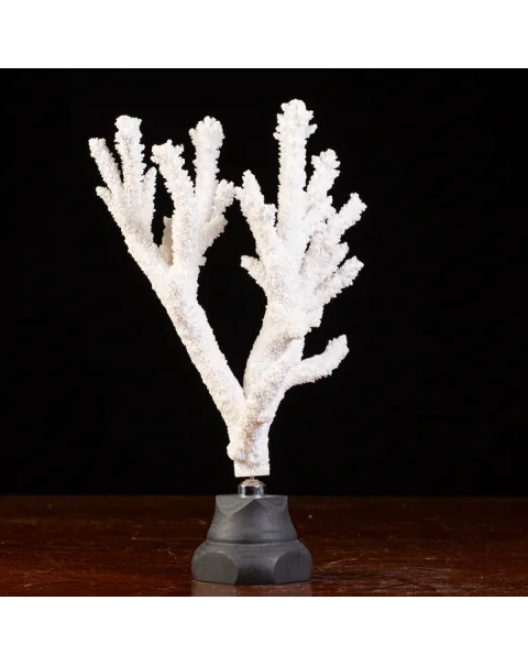 Splendore Marino: Ramo di Corallo Acropora Florida.