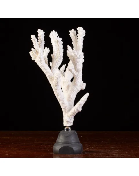 Splendore Marino: Ramo di Corallo Acropora Florida.
