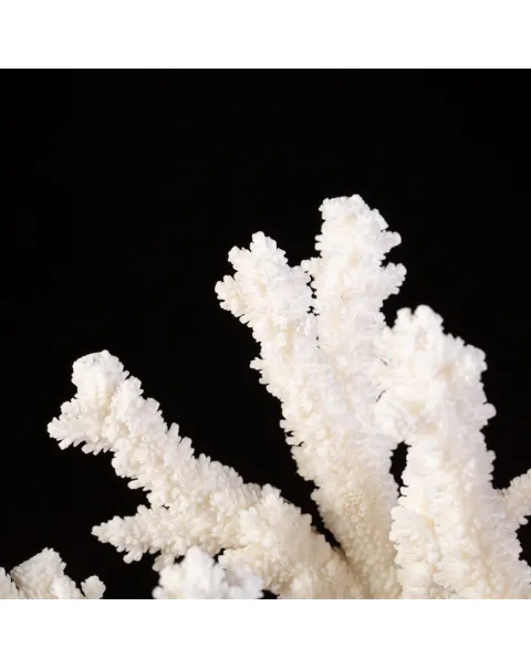 Splendore Marino: Ramo di Corallo Acropora Florida.