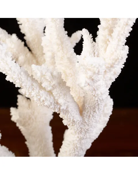 Splendore Marino: Ramo di Corallo Acropora Florida.