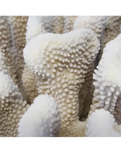 Pocillopora Meandrina Gigante su Piedistallo