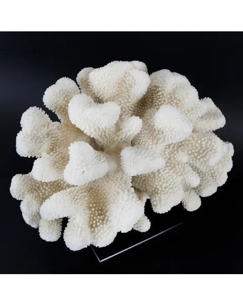 Pocillopora Meandrina