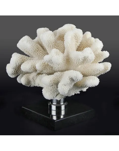 Pocillopora Meandrina