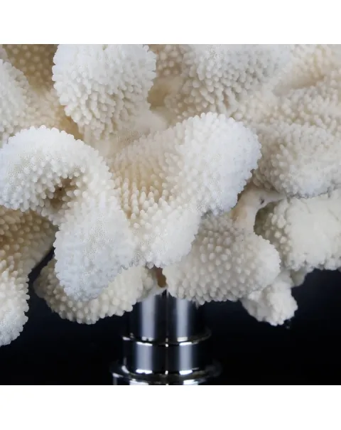 Pocillopora Meandrina
