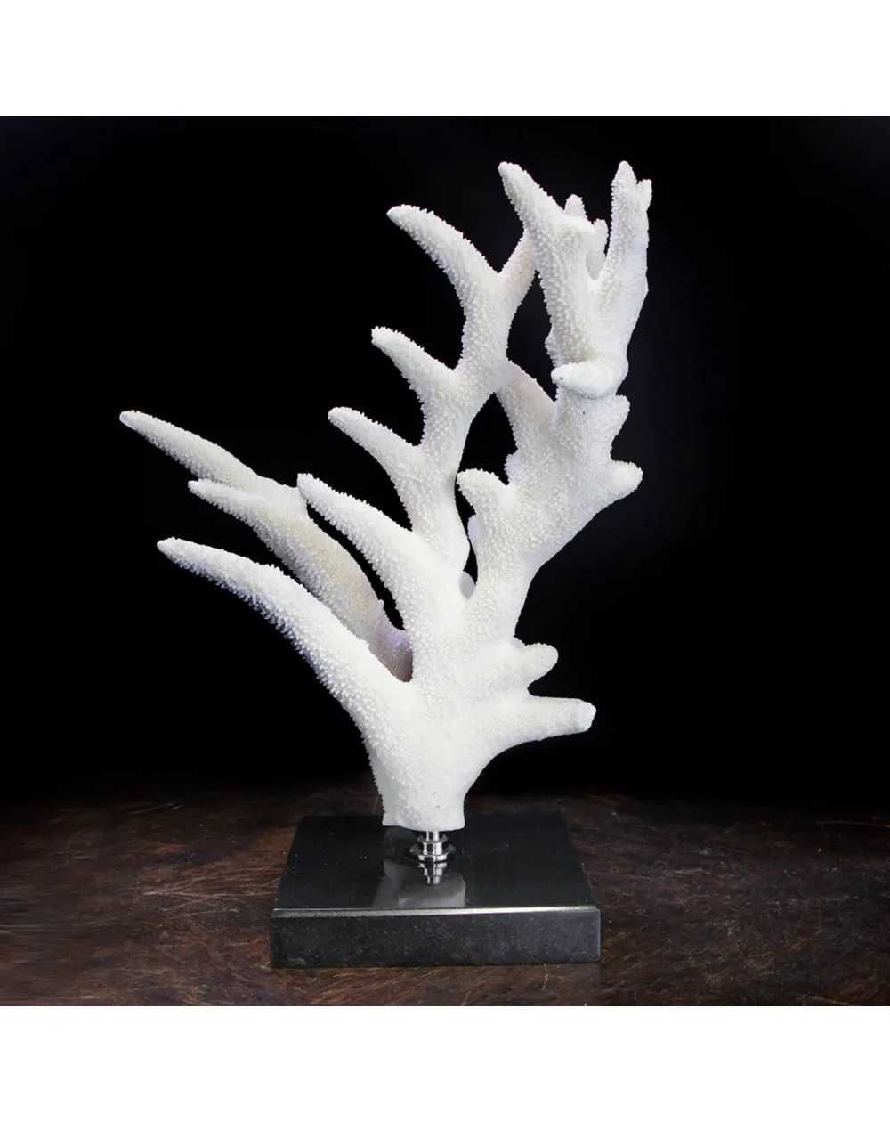 Acropora Florida
