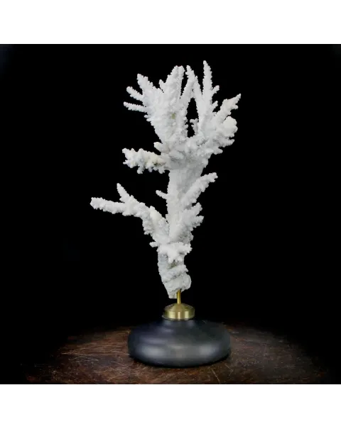 Acropora Florida