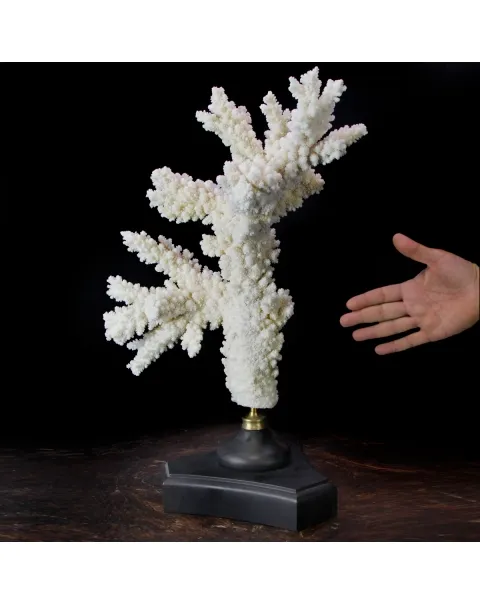 Acropora Florida