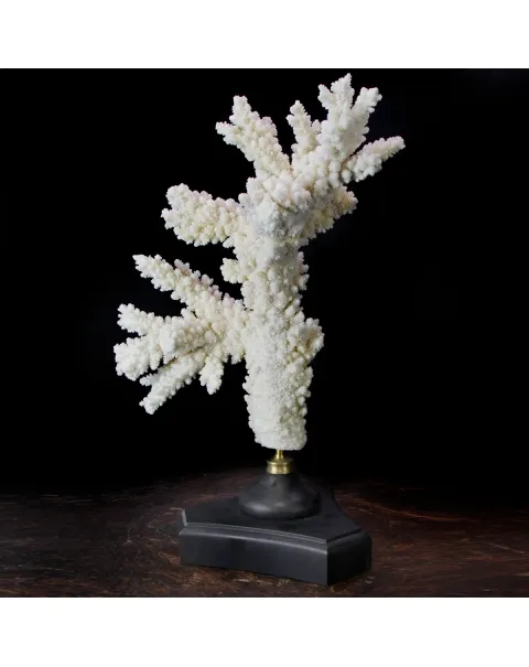 Acropora Florida