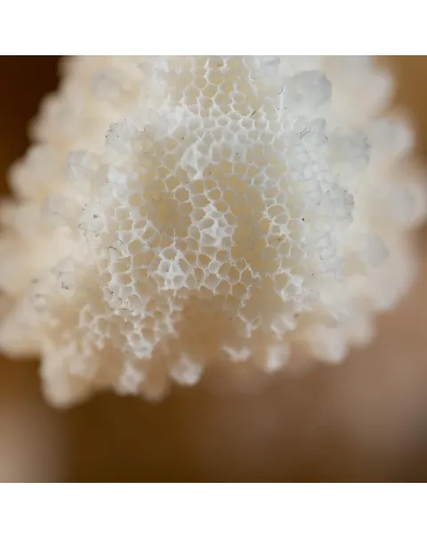 Pocillopora Meandrina
