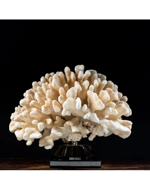 Pocillopora Meandrina