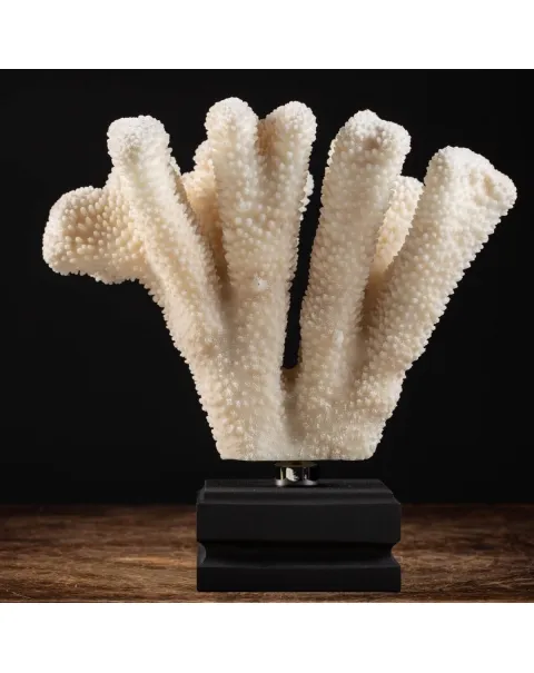 Pocillopora Meandrina