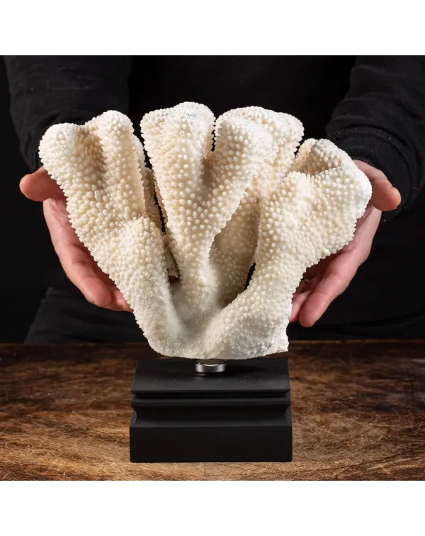 Pocillopora Meandrina