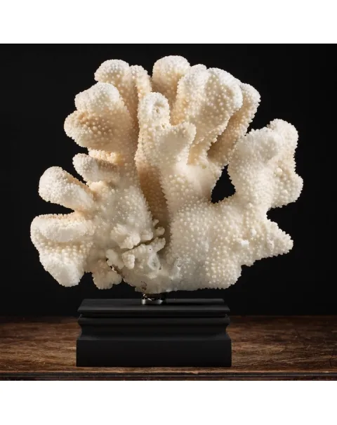 Pocillopora Meandrina