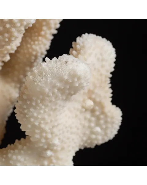 Pocillopora Meandrina