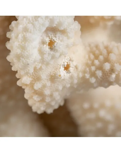 Pocillopora Meandrina