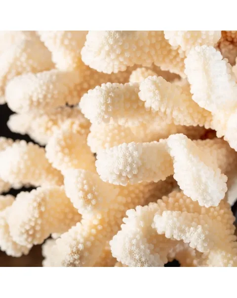 Pocillopora Meandrina