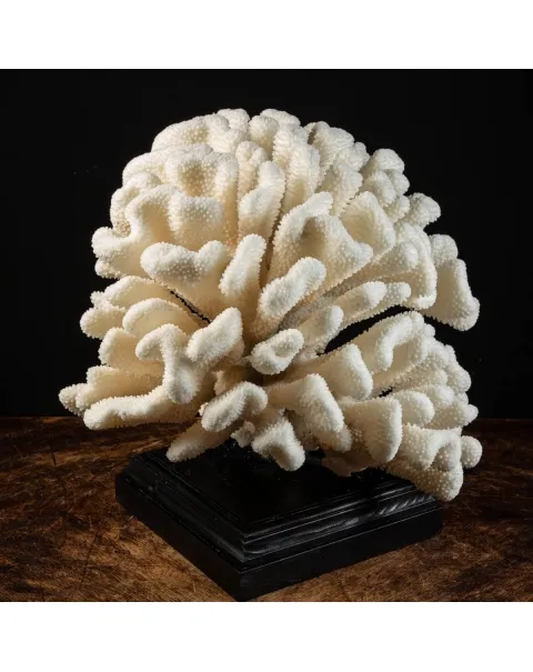 Pocillopora Meandrina
