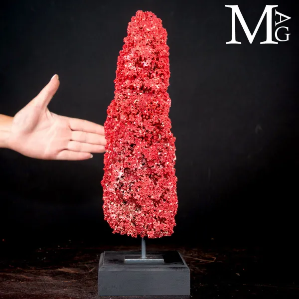 Tubipora Musica – Corallo rosso a Tube.