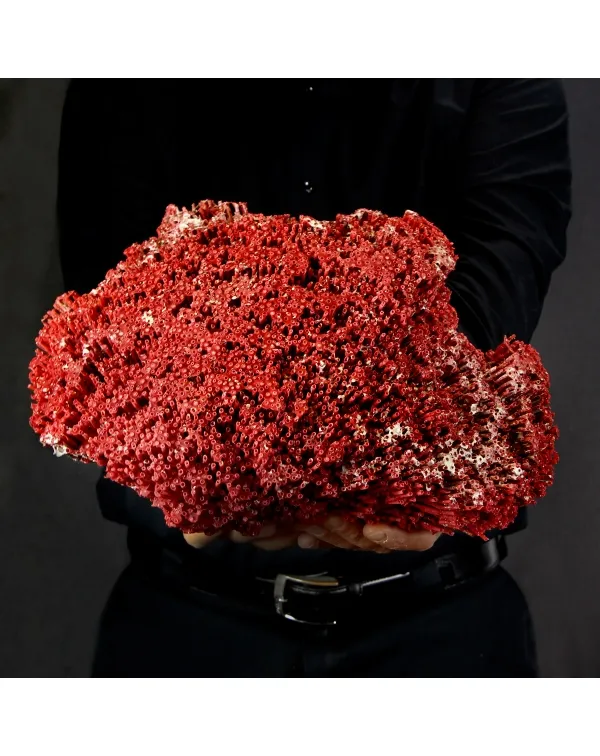 Tubipora Musica