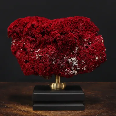 Tubipora Musica