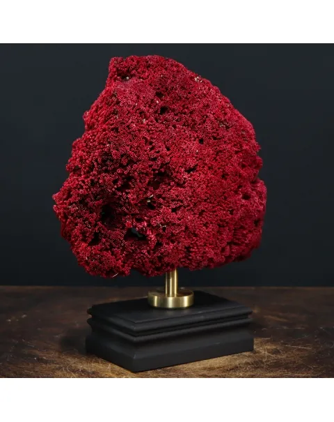 Tubipora Musica